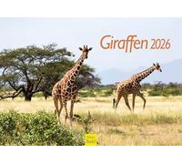 Edition Seidel Calendrier mural 2026 de qualité supérieure - Motif girafes - Format A3 - Afrique du Sud - Kenya Serengeti - Steppe - Savane - Girafe - Bulle - Vaches - Animaux sauvages
