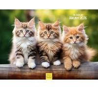 Edition Seidel Calendrier Premium Chats 2026 Format DIN A5 Calendrier mural en allemand chat chaton animal domestique animaux nature (Katzen)