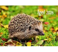 Edition Seidel Calendrier Premium Hérisson 2026 Format A4 Calendrier mural Calendrier animalier avec de mignonnes images Animaux Forêt Animaux de la forêt Faune sauvage