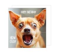 Edition Seidel Carte d'anniversaire carrée de qualité supérieure avec enveloppe. Carte de vœux Happy Birthday pour femme homme fille fils ami collègue motif chien (GQ157 SW024)