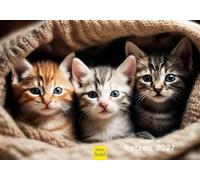 Edition Seidel Premium calendrier chatons 2027 Format DIN A5. Calendrier mural allemand pour amateurs de chats chatons animaux de compagnie chat mâle chatons bébés chats