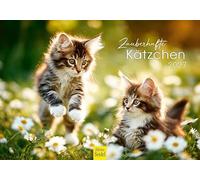 Edition Seidel Premium calendrier chatons enchanteurs 2027 Format DIN A5. Calendrier mural allemand pour amateurs de chats animaux de compagnie chat mâle chatons bébés chats