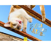 Edition Seidel Premium calendrier chats cool 2027 Format DIN A5. Calendrier mural allemand animaux de compagnie chatons chat mâle chatons pour amateurs de chats phrases amusantes