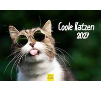 Edition Seidel Premium calendrier chats cool 2027 Format DIN A5. Calendrier mural allemand animaux de compagnie chatons chat mâle chatons phrases amusantes