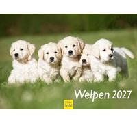 Edition Seidel Premium calendrier chiots 2027 Format DIN A5. Calendrier mural allemand chiens chiots Hundebabys mignons chiens animaux de compagnie Tierkinder Hunderassen