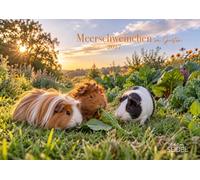Edition Seidel Premium calendrier Cochons d'Inde au jardin 2027 Format DIN A3. Calendrier mural allemand calendrier animaux cochon d'Inde animal de compagnie rongeur jardin prairie clapier été enfants