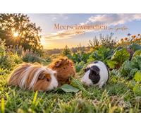 Edition Seidel Premium calendrier Cochons d'Inde au jardin 2027 Format DIN A4. Calendrier mural allemand calendrier animaux cochon d'Inde animal de compagnie rongeur jardin prairie clapier été enfants