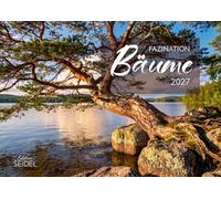 Edition Seidel Premium calendrier Fascination arbres 2027 Format DIN A3. Calendrier mural allemand calendrier nature arbre chêne hêtre érable arbre solitaire feuillage d'automne saisons paysage