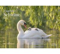 Edition Seidel Premium calendrier Fascination cygnes 2027 Format DIN A3. Calendrier mural allemand animaux oiseaux cygne tuberculé cygneaux lac étang sauvagine romantisme nature