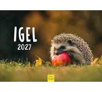 Edition Seidel Premium calendrier hérisson 2027 Format DIN A5. Calendrier mural allemand animaux avec images mignonnes forêt et animaux sauvages