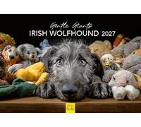 Edition Seidel Premium calendrier Irish Wolfhound 2027 Format DIN A5. Calendrier mural allemand chiens chiot Tierkinder race de chien Haustier