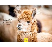 Edition Seidel Premium calendrier lamas 2027 Format DIN A5. Calendrier mural allemand animaux Amérique du Sud Pérou Andes lama alpaga paco chameaux bêtes de somme
