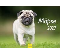 Edition Seidel Premium calendrier moments de carlins 2027 Format DIN A5. Calendrier mural allemand Möpse chien Haustier chiots race de chien