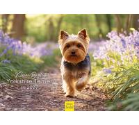 Edition Seidel Premium calendrier petits compagnons Yorkshire Terriers 2027 Format DIN A5. Calendrier mural allemand chien Haustier chiot mâle femelle