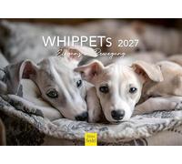 Edition Seidel Premium calendrier whippets 2027 Format DIN A5. Calendrier mural allemand chiens chiot Tierkinder race de chien Haustier