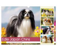 Edle Japan Chins. Zarte Herzen aus Fernost (Wandkalender 2026 DIN A3 quer), CALVENDO Monatskalender: Kleine Hunde bezaubern mit ihrem langen seidigen Fell und einem Wesen voller Anmut und Würde