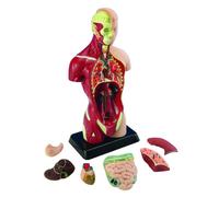 Edu - Modèle de torse humain 27 cm