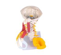 Éducation anatomique de la colonne cervicale modèle réaliste du cou humain muscle anatomie pour démonstration clinique médecin patient