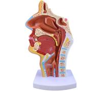 Éducation sur la bouche, le nez, la gorge et le pharynx, anatomie du corps humain, modèle anatomique, modèle anatomique des organes humains for l'étude en classe de sciences, modèle d'enseignement