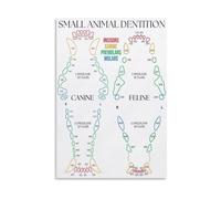 Educational Animal Anatomy Poster Dog Cat Teeth Diagram Canvas Wall Art for Veterinary Student Gift(Unframed,08X12inch(20X30cm))