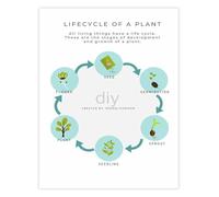 Educational Botany Poster Plant Life Cycle Growth Chart for School Science Classroom Study Room Wall-Art(Framed,08x12inch(20x30cm))