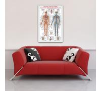 Educational - Circulatory System Veines Circulation Homme Poster - 68x98 cm