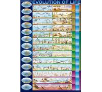 Educational - Education Evolution of Life L'évolution - Poster print 61x91,5 cm