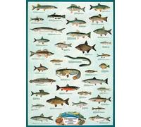 Educational - Education Freshwater Fish Poissons d'eau douce Poster Taille 68x98 cm