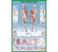 Educational - Education Human Body Corps humain - Poster print 61x91,5 cm