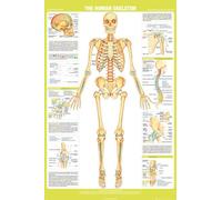 Educational - Éducation - Poster - Chartex - Skeleton