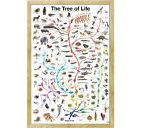 Educational - Education - Poster - Tree of Life + cadre interchangeable, Shinsuke® Maxi MDF hêtre, vitre acrylique