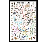Educational - Education - Poster - Tree of Life + cadre interchangeable, Shinsuke® Maxi MDF noir, vitre acrylique
