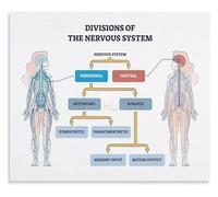 Educational Nervous System Chart Regulation Techniques for Focus and Calm Canvas Wall Art for Therapy Office or Library Decor(Unframed,08x12inch(20x30cm))