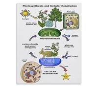 Educational Science Poster Photosynthesis and Cellular Respiration Biology Process Comparison Chart Canvas Print Wall Art for Classroom(Framed,12x18inch(30x45cm))