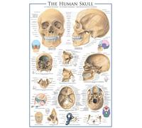 Educational The Human Skull - Le crâne humain éducation poster d'apprentissage impression