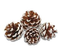 EDZARD Pommes de pin décorative, Blanche, Taille 50-90 mm, Sachet de 600 ML