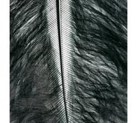 Efco Marabout Plumes 100-120 mm 2 G ~ 20 pc. Noir, Plumes