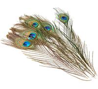 Efco Plumes de Paon, Plumes, Vert, 200-300 mm, Lot de 5