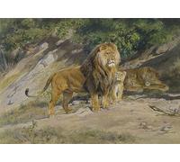 EfeMir Affiche Vintage Toile Murale Art Photos De célèbres tableaux les montres King de Rosa Bonheur pour les décorations pour la maison 60x90cm