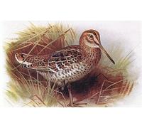 EfeMir Impression Photo Affiches et Estampes Célèbre bécassine des oiseaux des îles britanniques par Archibald Thorburn pour la décoration de bureau 60x90cm