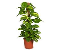 Efeutute sur bâton de mousse | Epipremnum Aureum | env. 50-60 cm | pot de ø 12-15 cm | Plantes d'intérieur faciles à entretenir pour appartement et bureau | Qualité d'un expert en plantes | Idéal pour