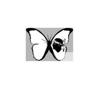 Effet Papillon Corse (15x10.5) - Sticker/Autocollant