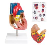 EFUTURETIME Modèle Anatomique Cœur Humain Grandeur Nature Démontable en 2 Parties avec Poster Détaillé en Anglais pour Anatomie, Physiologie