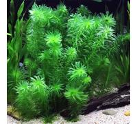Egeria densa Tropical