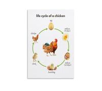 Egg to Hen Chicken Life Cycle Growth Chart Educational Science Biology Poster Farm Animal Theme Wall-Art for Classroom or Home(Framed,08x12inch(20x30cm))