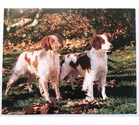 EGGAG Affiche décorative en métal avec chien épagneul marron et blanc chasse 1989 Litho 15 x 20 cm