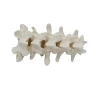 EHJRE Enseigner Des Accessoires de Démonstration de La Colonne Vertébrale Humaine Modèle de Démonstration D'enseignement pour Cadeau de Classe