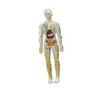 EHJRE Modèle Squelettique Du Corps Humain Modèle de Torse Humain Modèle D'organe Précoce Des Sciences de L'éducation Apprend 3D -anatomie Figure pour L'aide, Transparent