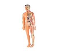 EHJRE Modèle Squelettique Du Corps Humain Modèle de Torse Humain Modèle D'organe Précoce Des Sciences de L'éducation Apprend 3D -anatomie Figure pour L'aide, Translucide