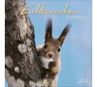 Eichhörnchen 2026: Broschürenkalender mit Ferienterminen. Format: 30 x 30 cm